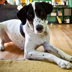 DogWatch of the Gulf Coast, Daphne, Alabama | Indoor Pet Boundaries Contact Us Image