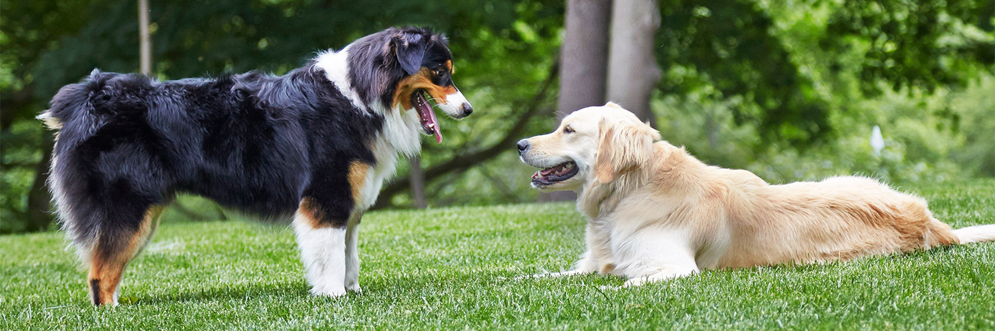 DogWatch of the Gulf Coast, Daphne, Alabama | Outdoor Hidden Dog Fences Slider Image